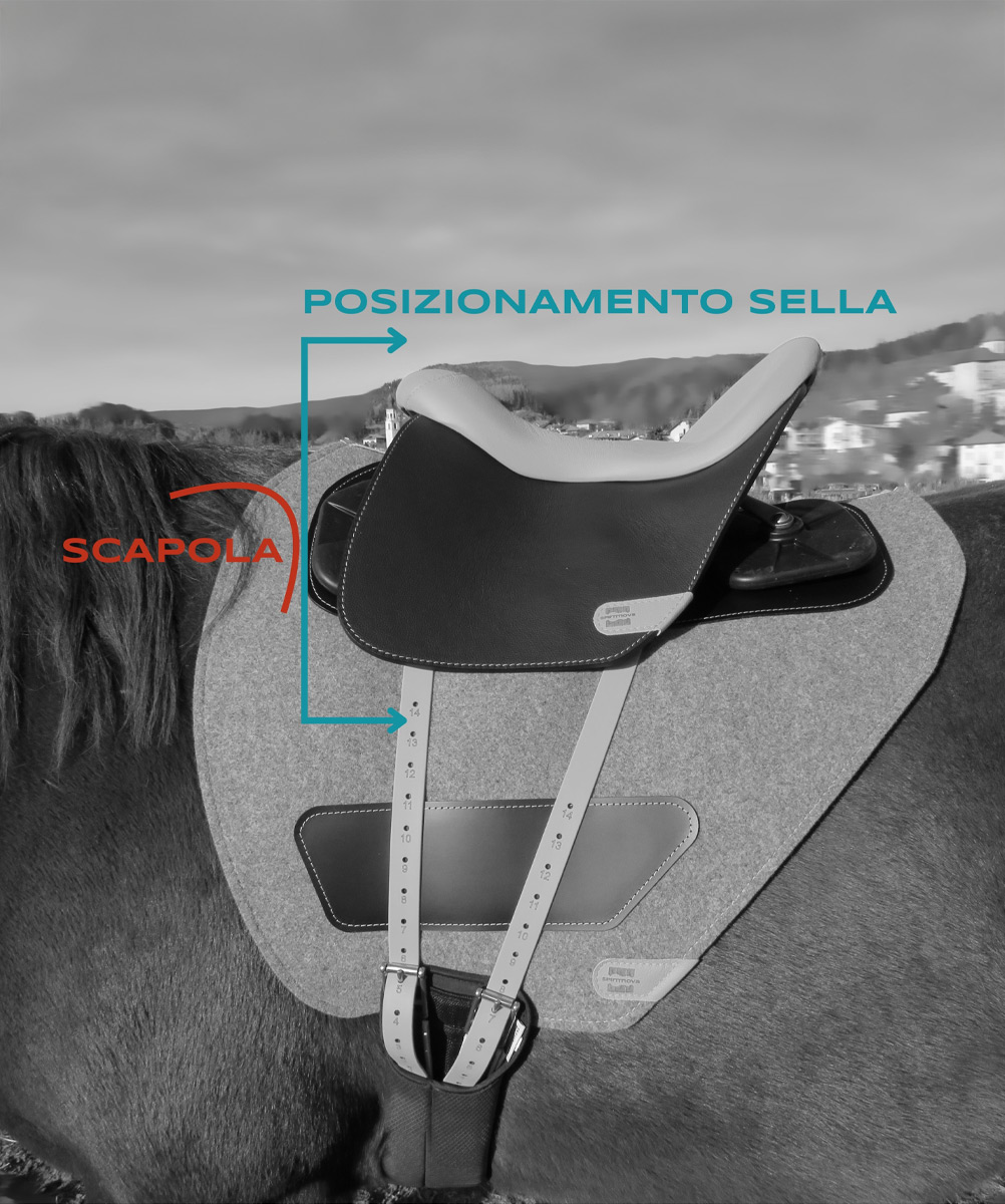 posizionamento sella Spiritnova rispetto alla scapola del cavallo